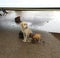 Homeless dog family after rain