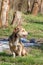 Homeless dog. A homeless cute brown dog walks in nature. A dog r