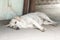 Homeless dog.Hungry mongrel is tired. Lonely, sad dog lying on the street waiting for the owner. Depressive photo. The concept of