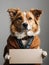 a homeless dog in a jacket holds an empty banner sign in its paws