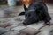 Homeless dog laying on the stones