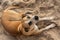 Homeless dog lies in the sand. Top view.