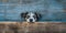 Homeless dog peeks cautiously around the corner of a worn blue wooden background, concept of Loneliness, created with