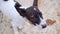 Homeless dog, Portrait of puppy relaxing on the sand beach