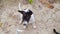 Homeless dog, Portrait of puppy relaxing on the sand beach