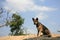 Homeless dog rests on the cliff