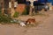 A homeless dog rummages in a heap of garbage on a city street. Garbage-strewn street of an