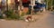 Homeless dog rummages in a heap of garbage on a city street. Garbage-strewn street of an