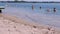 Homeless Dog Running by Sand on Beach against the Background of People Floating