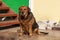 Homeless dog sits on the shore of the embankment, with a bright red color