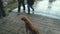 Homeless dog standing on wooden porch, looking at people passing by carelessly