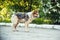 A homeless dog stands on the street.