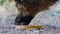 Homeless dog on the street close-up of a dog`s muzzle,a beautiful dog eats