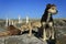 Homeless dogs in archaeological site Stobi, R.Macedonia