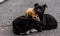 Homeless dogs bask in each other on the street from the cold