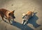 Homeless dogs on the beach