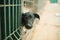 Homeless dogs in a cage in animal shelter.