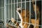 Homeless dogs in a cage in animal shelter.