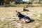 Homeless dogs crouch on dirt land, Two dogs resting outdoors