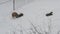 Homeless dogs playing in snow