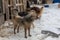 Homeless dogs in shelter sit in outdoor on chain