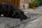 Homeless dogs in the streets of Tbilisi. Sterilized and chipped dogs.