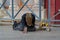 A homeless female beggar is begging on the street in Venice, Italy. A beggar woman holds a cardboard Cup in her hand for