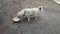 Homeless female grey dog eating food from bowl. Little street dog eats soup outside. Hungry abandoned animal laps up the