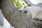 Homeless feral cat roll up on tree. Street persian Himalayan male kitten.