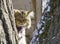Homeless fluffy cat between trees. sad look
