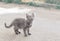 homeless fluffy gray kitten on the street