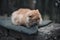 Homeless fluffy orange Cat sitting outdoor in windy weather Concept help Homeless Cat