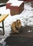 Homeless frozen cat sitting near the bench at home