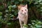 Homeless ginger beautiful cat on tree