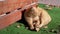 A Homeless Ginger Cat Falling Asleep Lies on a Green Lawn, Basking in Sun. 4K