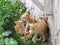 homeless ginger cat with her kittens, sitting next to the house