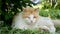 Homeless ginger cat lies in the grass.