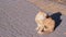 A Homeless Ginger Cat Sits on Paving Slabs, Basking in the Sun. Zoom. Close up