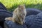 Homeless ginger cat sits on the tires