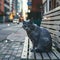 Homeless gray cat sits on bench, street scene