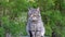 Homeless Gray Cat with Wounded Eye Sitting on the Street