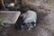 Homeless gray dog lies on the ground