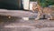 Homeless Gray Kitten is Walks on the Street near the Puddle. Slow Motion.