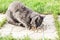 Homeless grey cat eats dry food