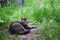 Homeless grey cat lying on green grass behind the fence