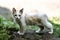 Homeless grimy little white kitten. A beautiful cat with blue eyes