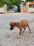 Homeless hungry dogs in jamaica