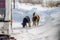 Homeless and hungry dogs are looking for food in a very snowy winter