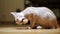 Homeless kitten eagerly eats a piece of bread on the floor at home