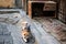 An homeless kitten in old medina of Fez, Morocco, Africa